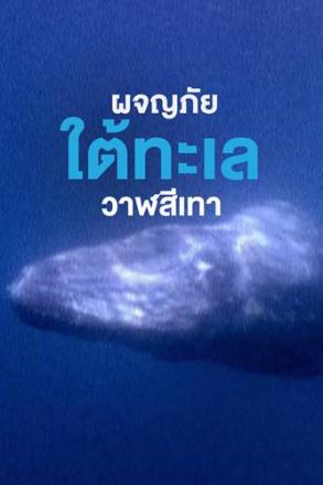 ผจญภัยใต้ทะเล - วาฬสีเทา-01